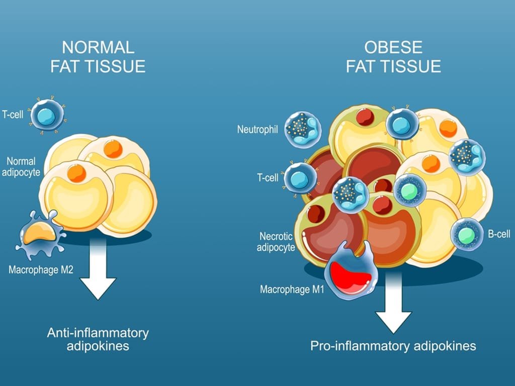 Body Fat and Storage Body Fat